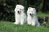 SAMOYEDE 017